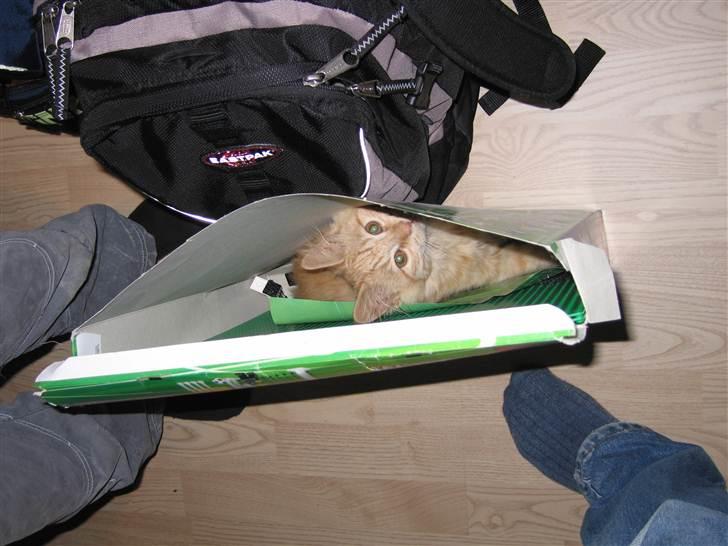 Blanding af racer Samson død *R.I.P* :´( - Cute <3 billede 16