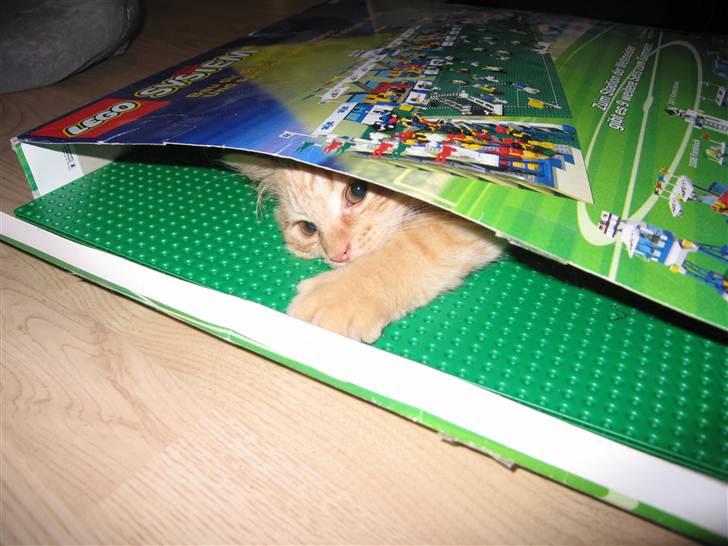 Blanding af racer Samson død *R.I.P* :´( - Søde misser <3 billede 17