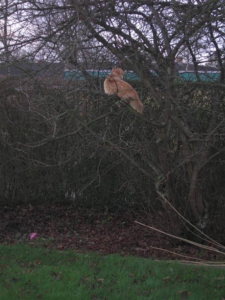 Blanding af racer Samson død *R.I.P* :´( - Udenfor for første gang (: billede 18