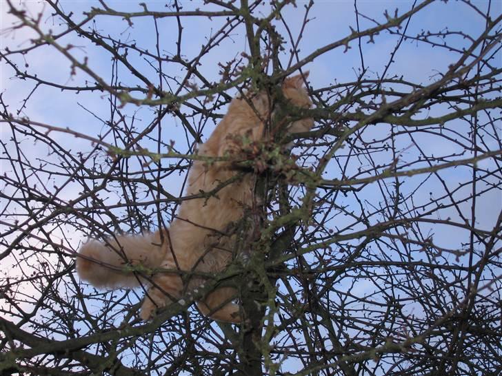 Blanding af racer Samson død *R.I.P* :´( - Oppe i et træ (: billede 19