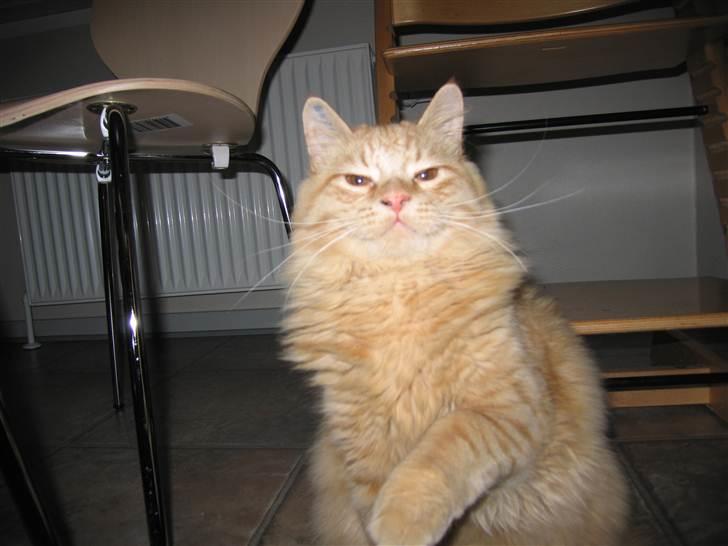 Blanding af racer Samson død *R.I.P* :´( - Samson der er han ved at blive stor (: billede 20