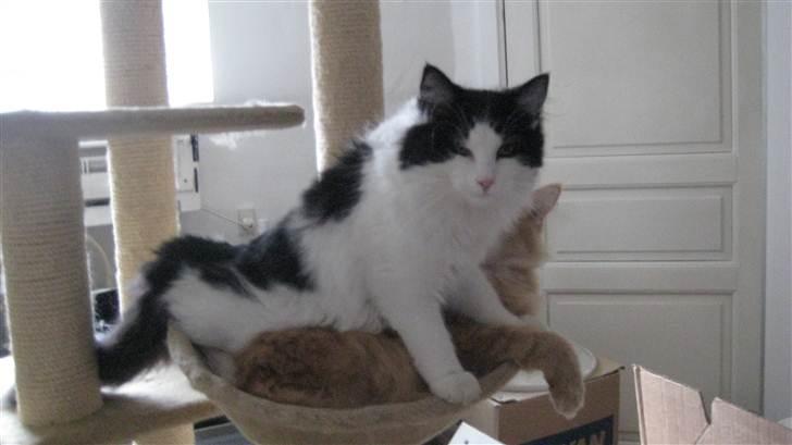 Norsk Skovkat Nana - Kære Nana *død 14/1-2014* billede 5