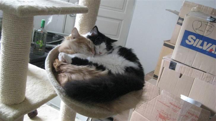 Norsk Skovkat Nana - Kære Nana *død 14/1-2014* billede 6