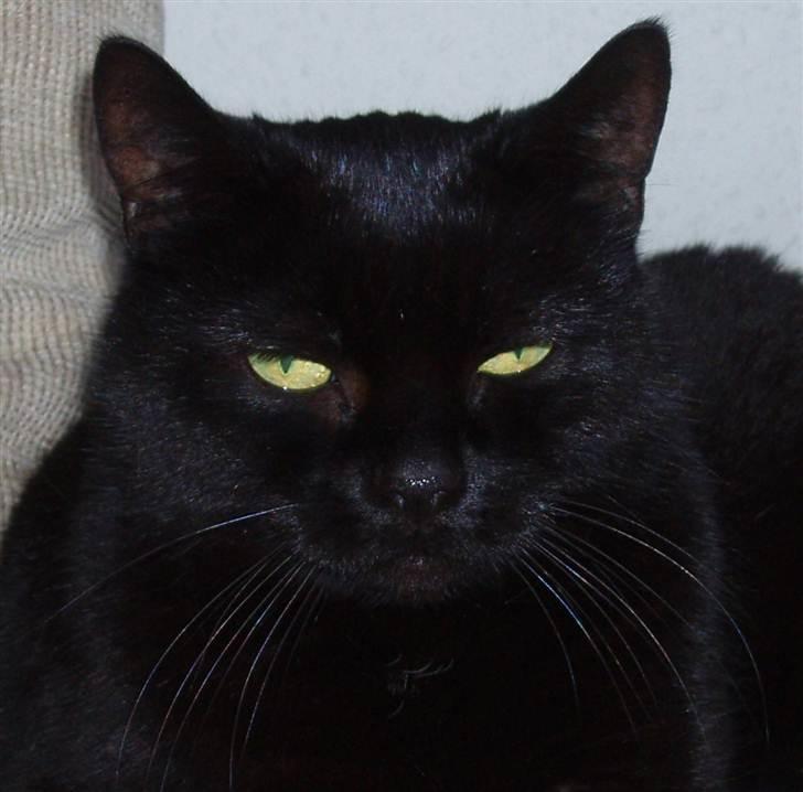 Huskat Musli billede 16