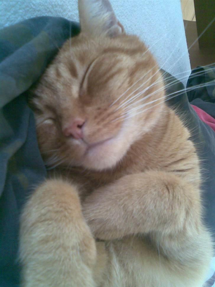 Huskat Garfield - Garfields ynglings beskæftigelse - putte. billede 1