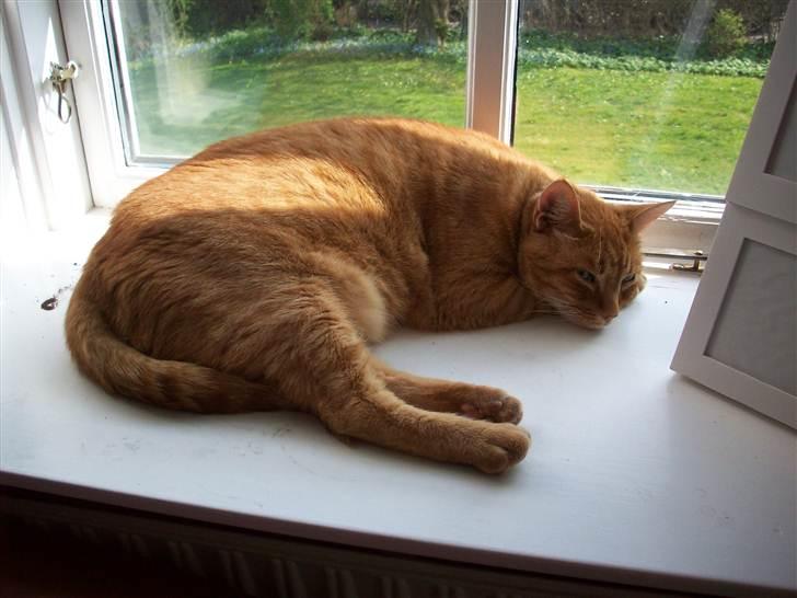 Huskat Garfield - Vinduespladsen er kun Garfields :-) billede 2