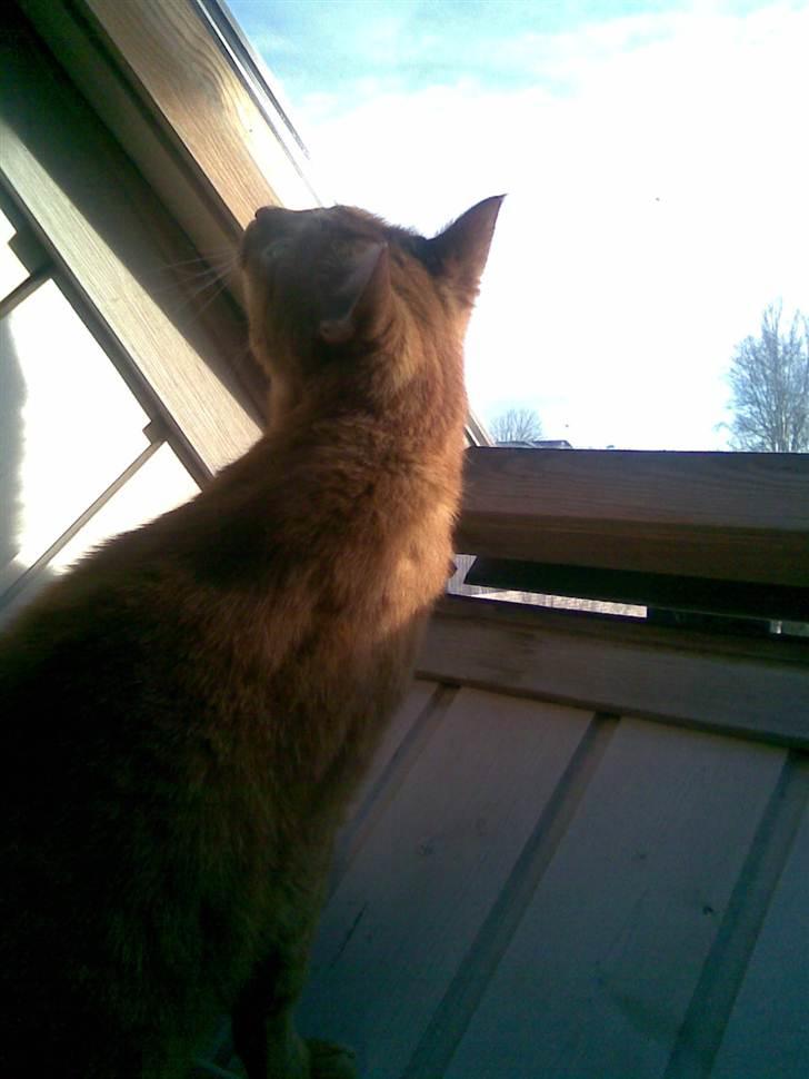 Huskat Garfield - Garfield på udkig. billede 3