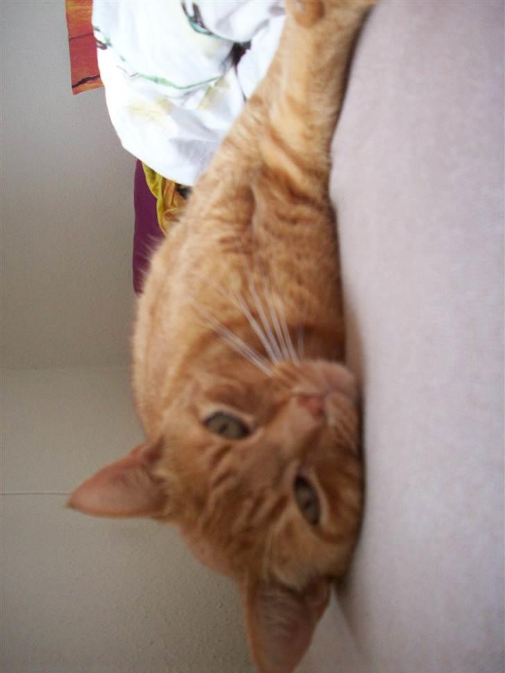 Huskat Garfield - sove, sove billede 4