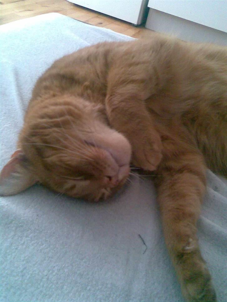 Huskat Garfield - putte, putte billede 5