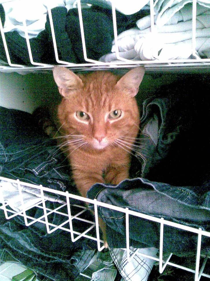 Huskat Garfield - Garfield kommer ud og hilser på efter en lang lur. billede 6