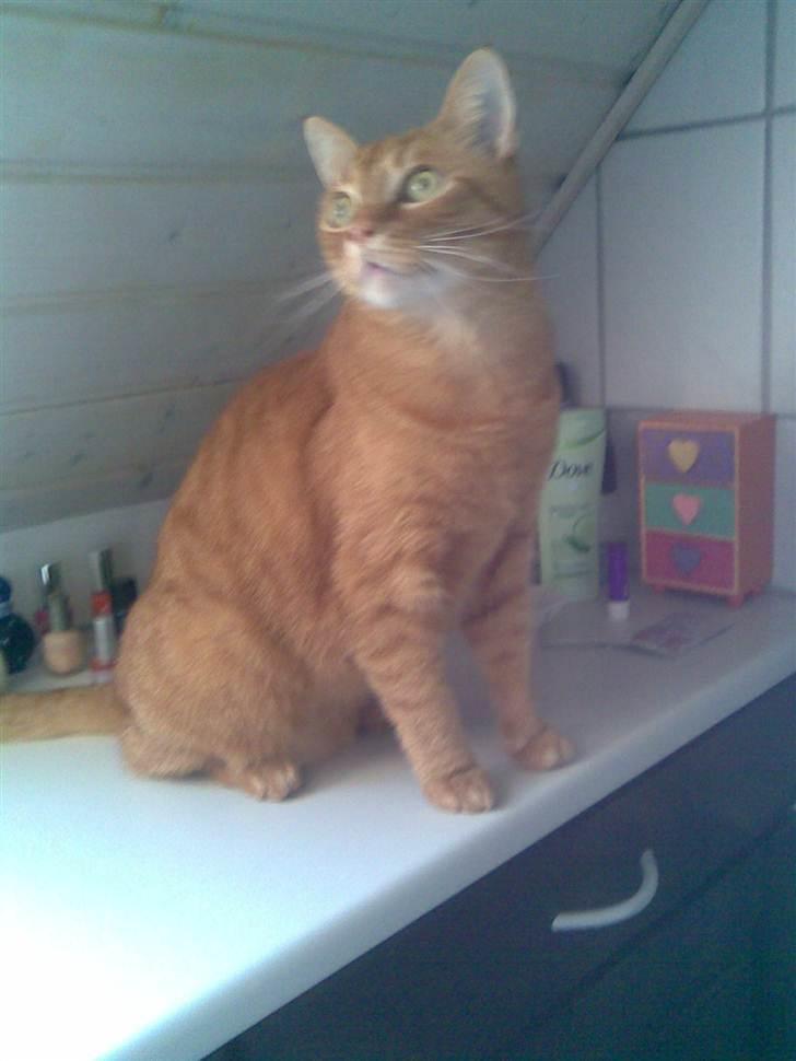 Huskat Garfield - hvad skal jeg finde på... billede 7