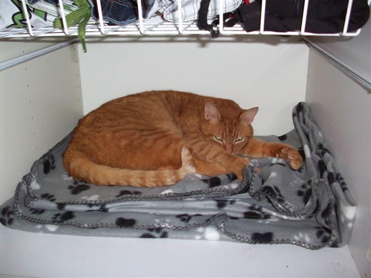 Huskat Garfield - sove, sove .. igen .. billede 8