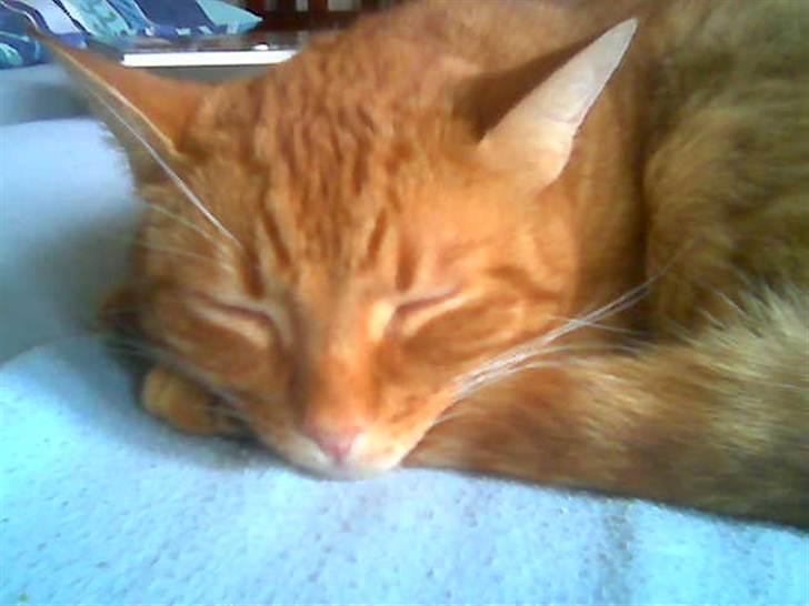 Huskat Garfield - putte, putte.. igen .. billede 9