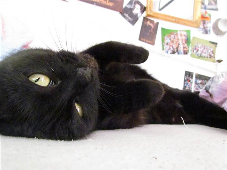 Blanding af racer Basse (Tykke) - 1. Velkommen til Basse's profil! :D Foto: Emma Kloster (mig) billede 1