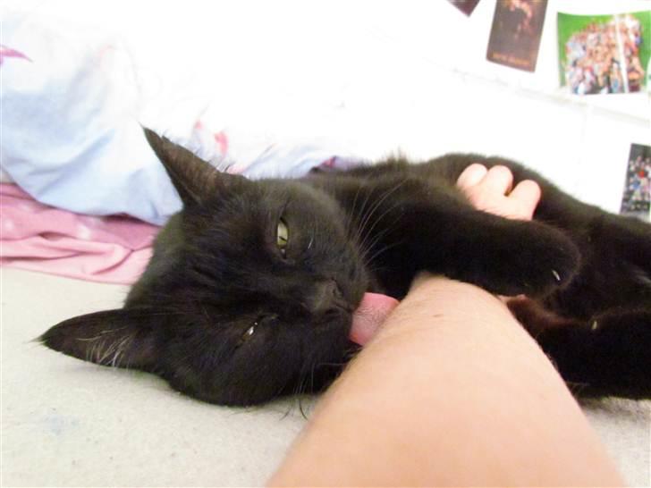 Blanding af racer Basse (Tykke) - 17. Den søde tykke mis kan godt lide at slikke ´mor´. Foto: Emma Kloster billede 17