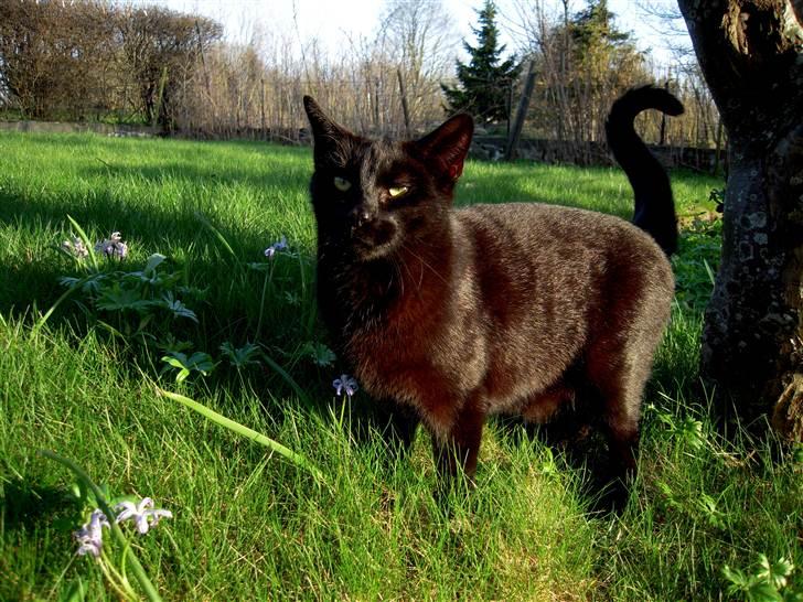 Huskat Bølle - Den første rigtige sommerdag i år bliver nydt af både mig og Bølle :)  billede 17