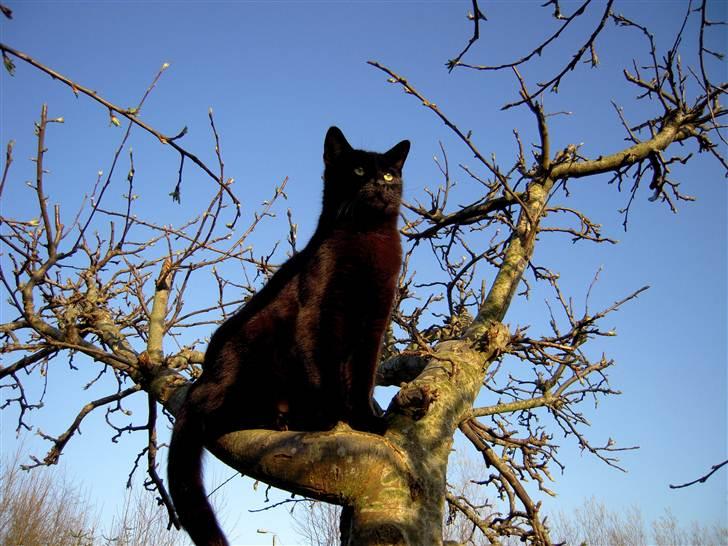 Huskat Bølle - Bølle har fundet sin "trone" i toppen af vores æbletræ, så han kan holde øje med hele nabolaget :D billede 8