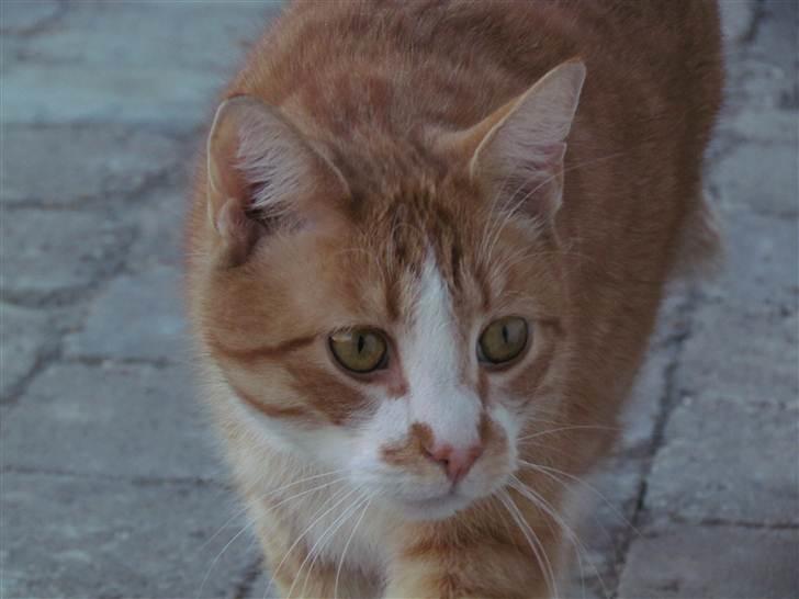 Huskat Oliver (Olle) - Min smukke lille missetat :3 Foto: Mig billede 18