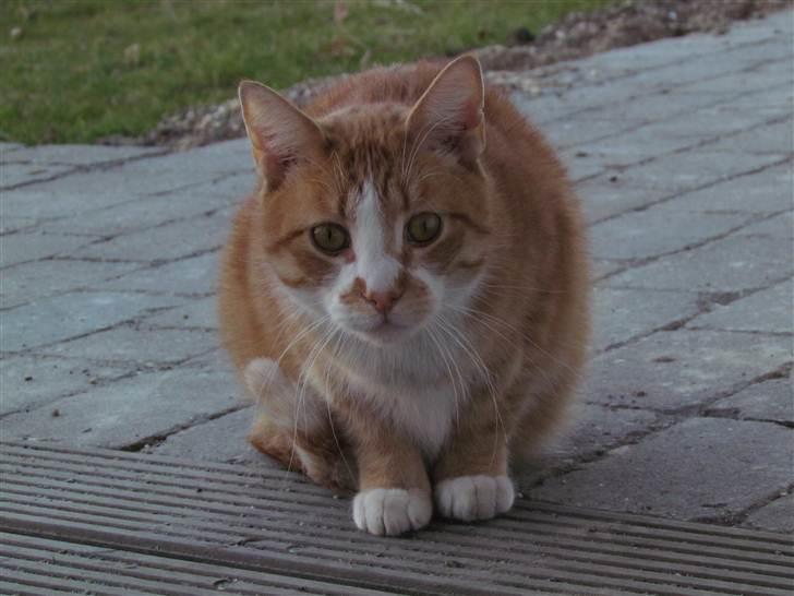 Huskat Oliver (Olle) - Olle udenfor i haven :) Foto: Emma Kloster (mig) billede 19