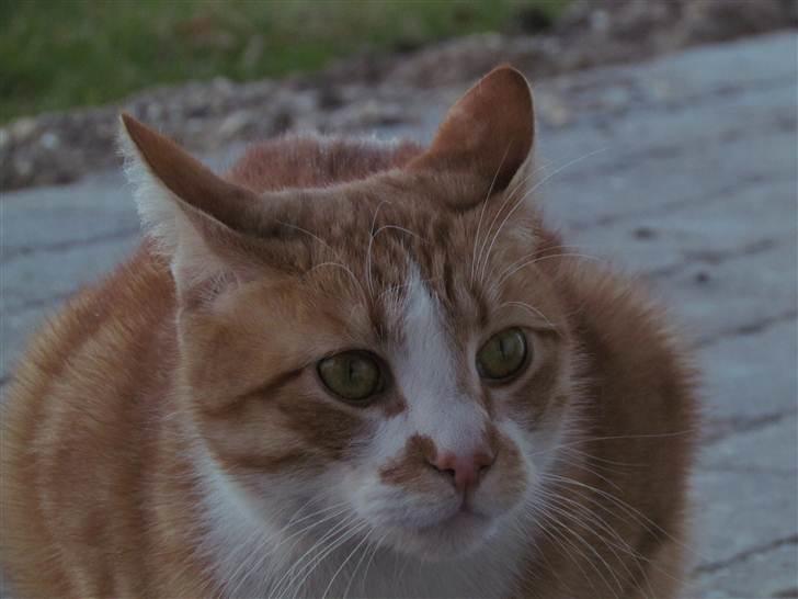 Huskat Oliver (Olle) - Olde :) Billedkvaliteten forvringes rigtig meget pga. KG! Foto: Emma Kloster billede 20