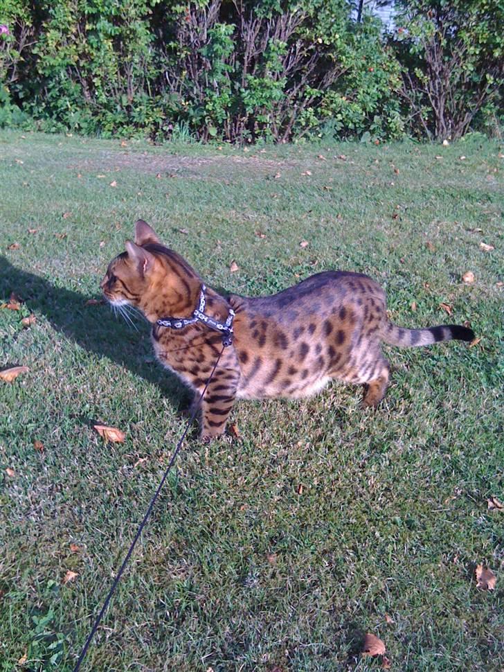 Bengal Jason billede 16