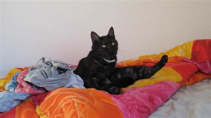 Blanding af racer Perle `Puma´<3 - øøøhhh xb? billede 13