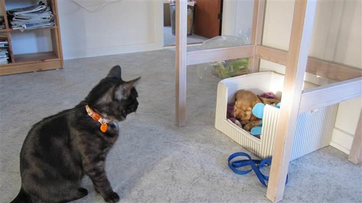 Blanding af racer Perle `Puma´<3 - Som i kan se er Perle chokket over at den der lille hvalp kom med hjem ;b billede 14