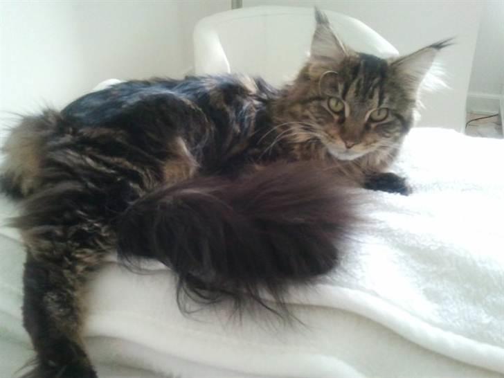 Maine Coon Darling billede 1