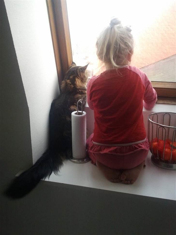 Maine Coon Darling billede 2