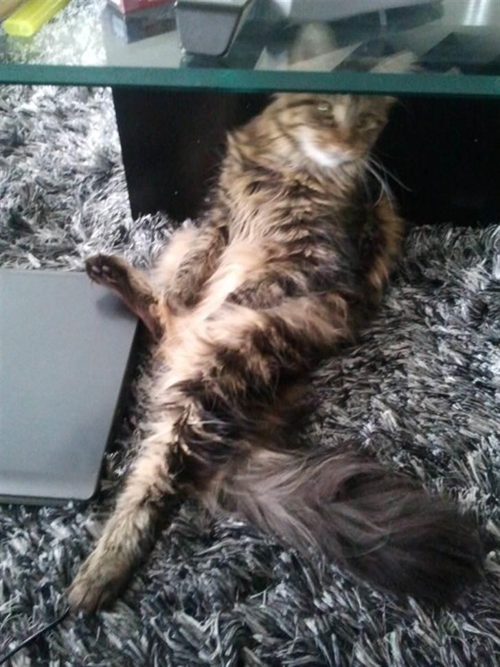 Maine Coon Darling billede 3