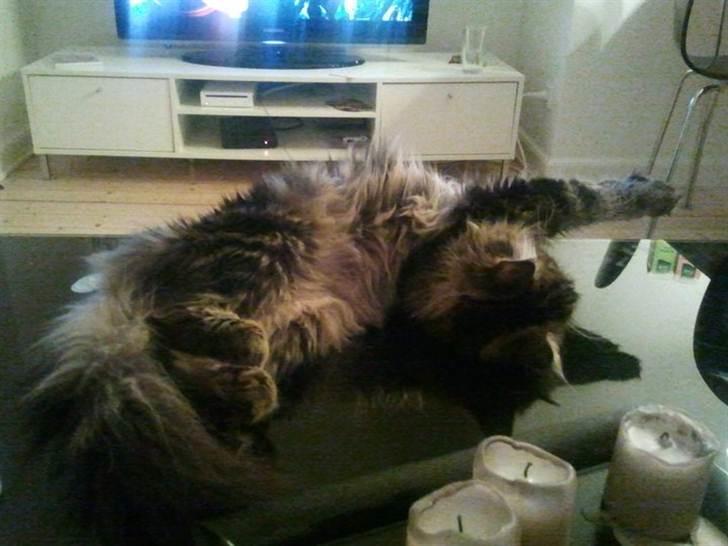 Maine Coon Darling billede 4