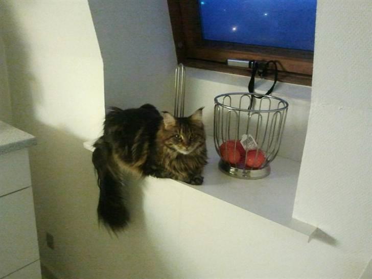 Maine Coon Darling billede 5