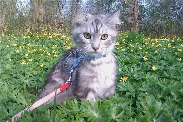 Maine Coon DK Proud Danish Lady billede 6