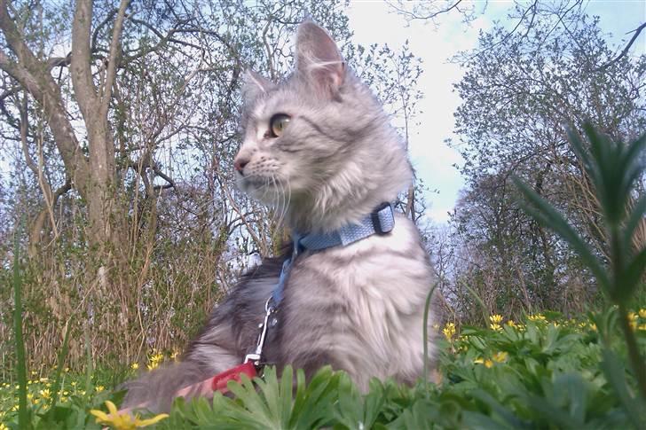 Maine Coon DK Proud Danish Lady billede 7