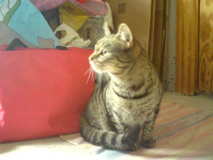 Blanding af racer Pivpiv <3 billede 4