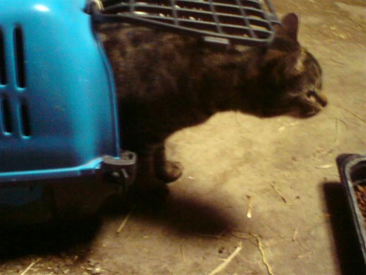 Blanding af racer Pivpiv <3 - Så er jeg kommet udenfor billede 7