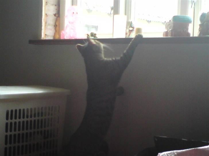 Blanding af racer Pivpiv <3 - Kan jeg mon komme her op? billede 8