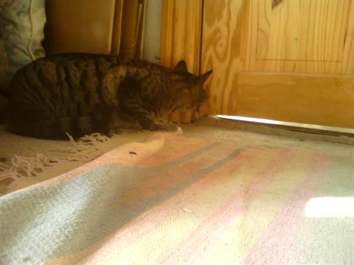 Blanding af racer Pivpiv <3 billede 9