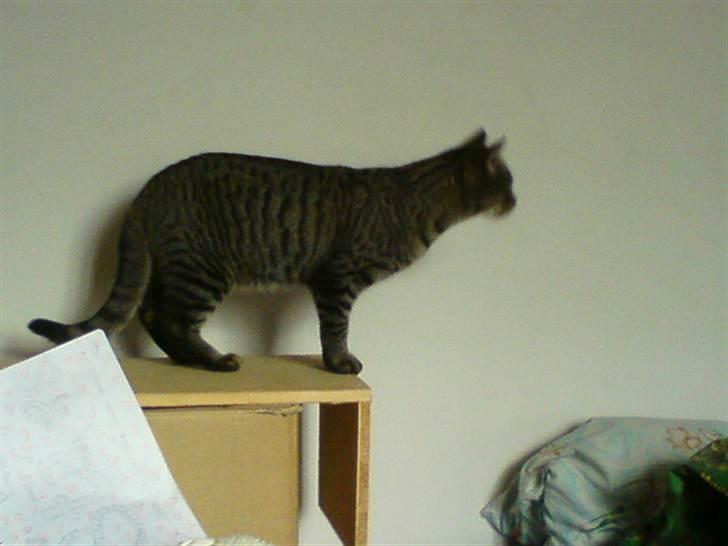 Blanding af racer Pivpiv <3 billede 10