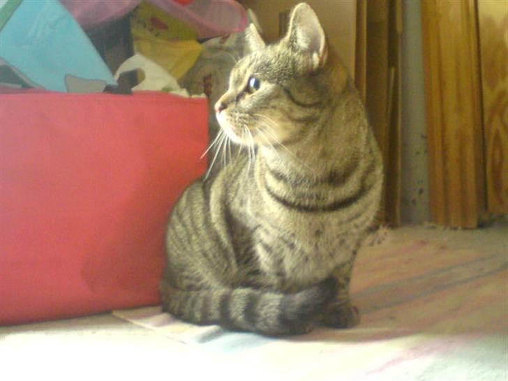 Blanding af racer Pivpiv <3 billede 11