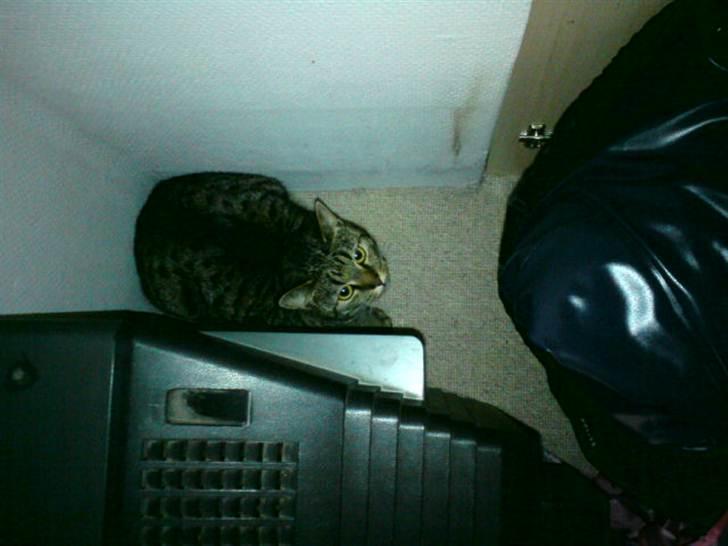 Blanding af racer Pivpiv <3 - Hej <3 billede 12