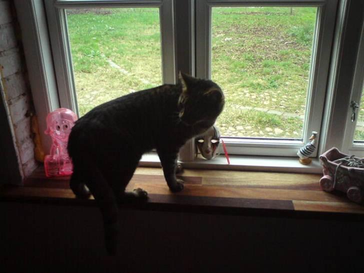 Blanding af racer Pivpiv <3 billede 13