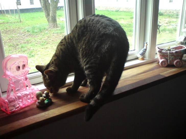 Blanding af racer Pivpiv <3 billede 14