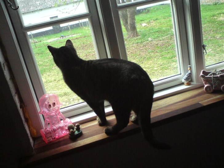 Blanding af racer Pivpiv <3 - Hov. hvad er det der ude billede 15