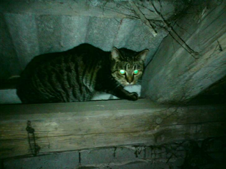 Blanding af racer Pivpiv <3 - Så er man kommet udenfor billede 16