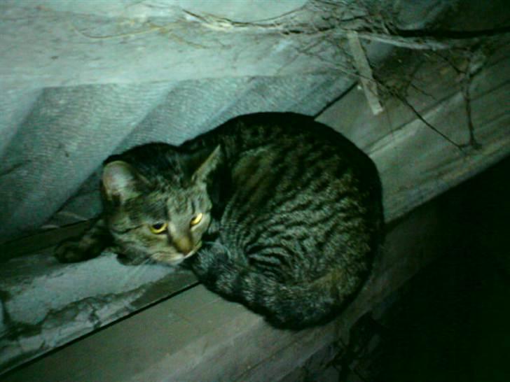 Blanding af racer Pivpiv <3 billede 17