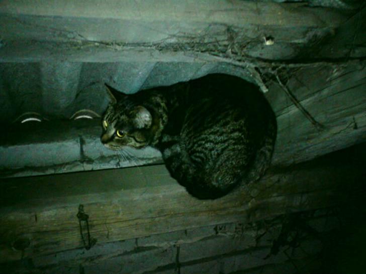 Blanding af racer Pivpiv <3 billede 18