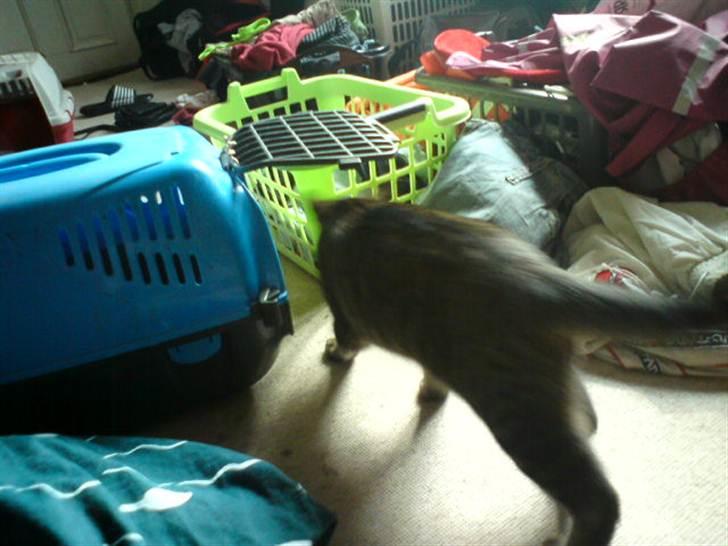 Blanding af racer Pivpiv <3 - Farvel.. :D billede 19