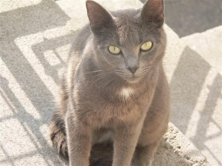 Huskat | Bobble - ♥ billede 2