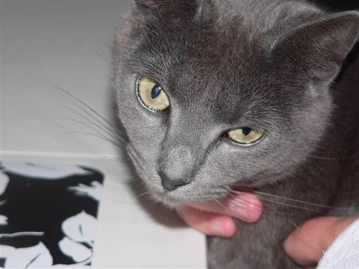 Huskat | Bobble - ♥ billede 3